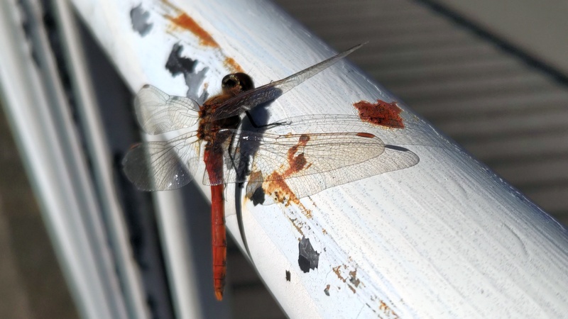 アキアカネ 横浜市旭区今宿南町