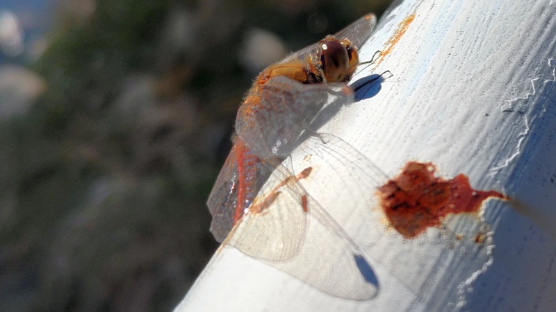 アキアカネ 横浜市旭区今宿南町