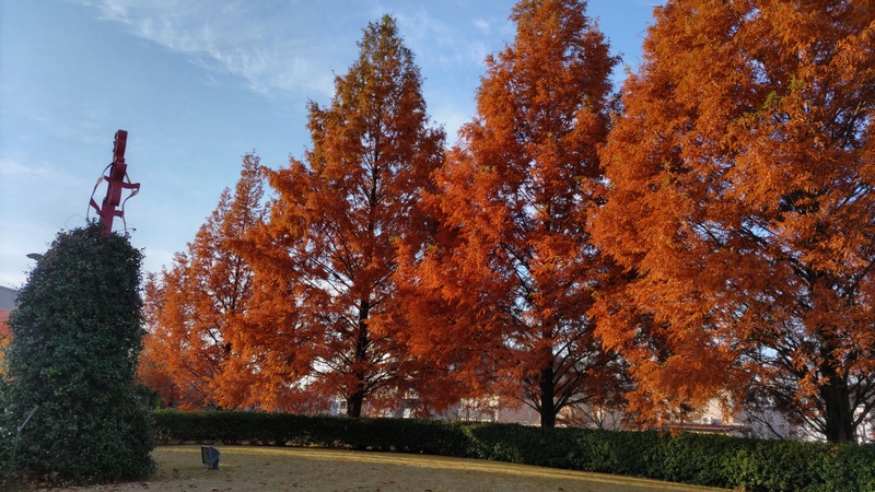 メタセコイア 川崎市幸区創造のもり