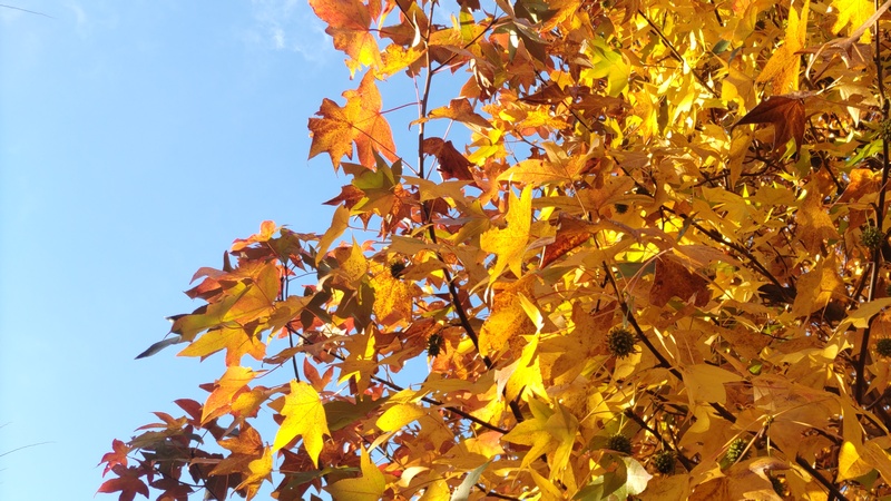 モミジバフウの果実 川崎市幸区創造のもり