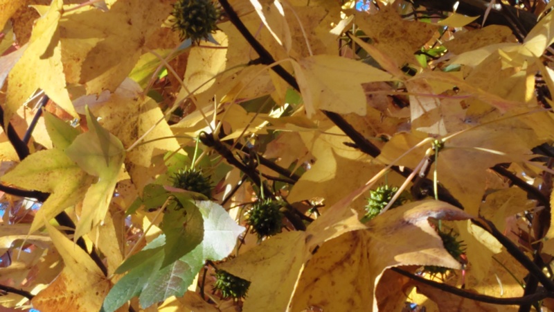 モミジバフウの果実 川崎市幸区創造のもり