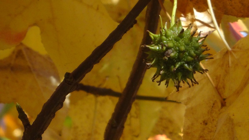 モミジバフウの果実 川崎市幸区創造のもり