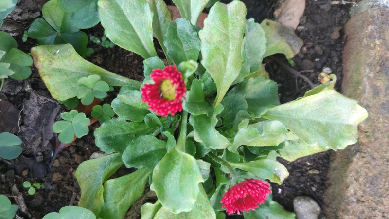 ヒナギクの花 川崎市幸区さいわいふるさと公園