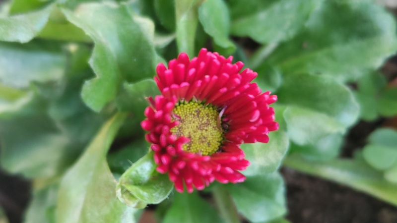 ヒナギクの花 川崎市幸区さいわいふるさと公園