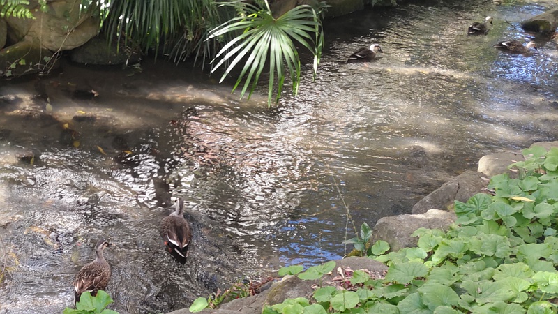 カルガモ 横浜市旭区帷子川親水緑道