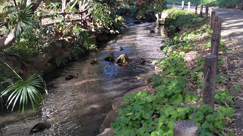 カルガモ 横浜市旭区帷子川親水緑道