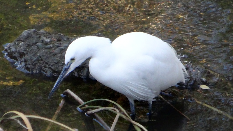 コサギ 横浜市旭区鶴ヶ峰本町