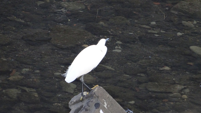 コサギ 横浜市旭区鶴ヶ峰本町