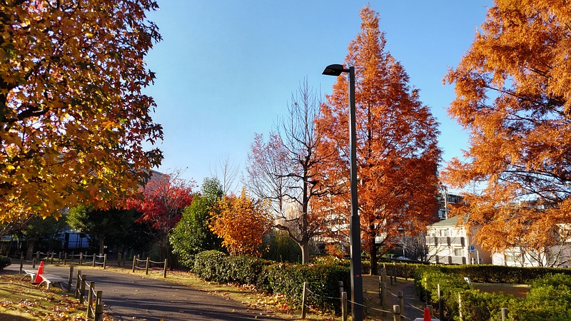 紅葉 川崎市幸区創造のもり