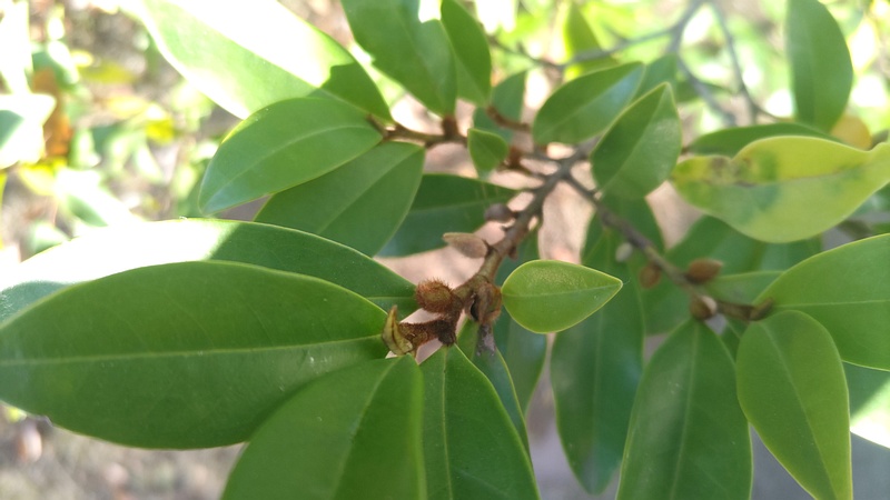 カラタネオガタマの冬芽 川崎市幸区創造のもり