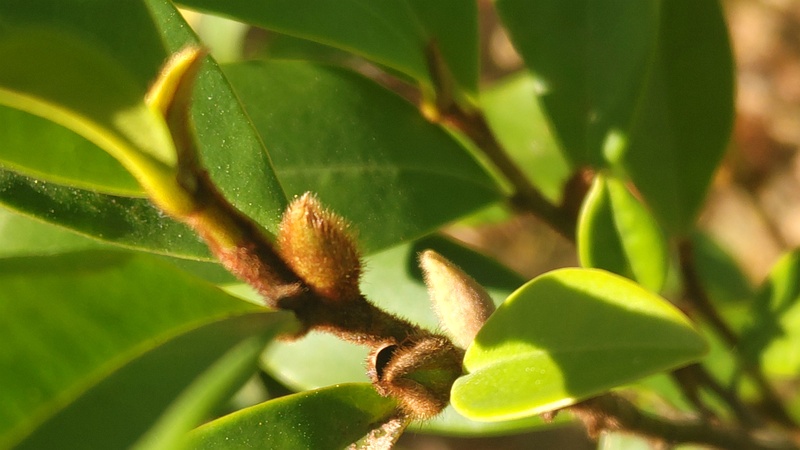 カラタネオガタマの冬芽 川崎市幸区創造のもり