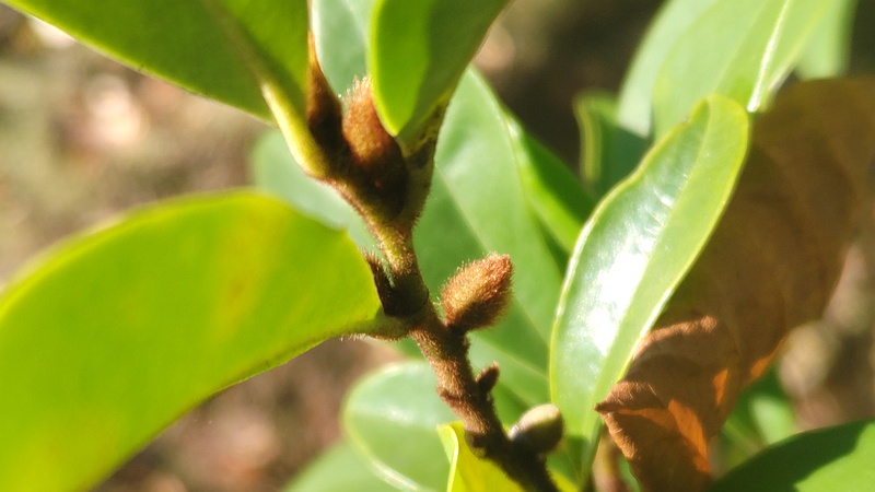 カラタネオガタマの冬芽 川崎市幸区創造のもり