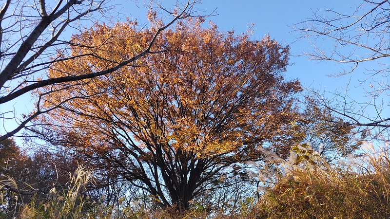 ケヤキの紅葉 川崎市幸区さいわいふるさと公園