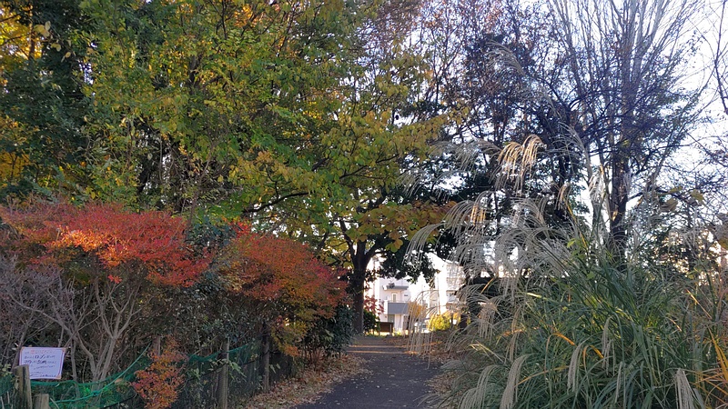 紅葉 川崎市幸区さいわいふるさと公園