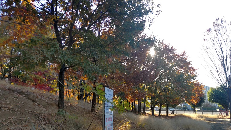 紅葉 川崎市幸区さいわいふるさと公園