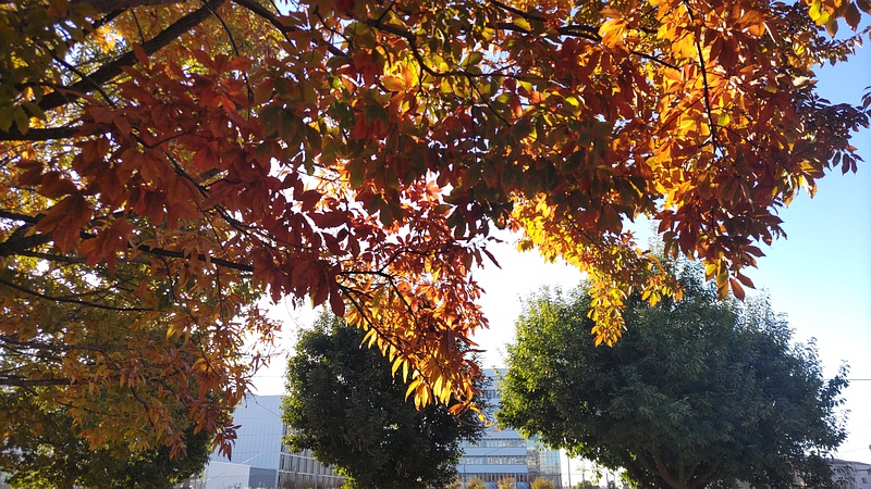 紅葉 川崎市幸区さいわいふるさと公園