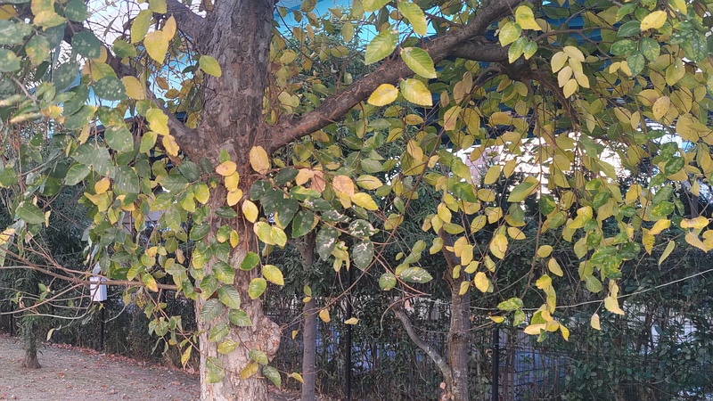 アキニレ 川崎市幸区