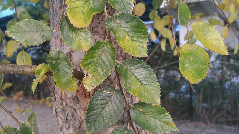 アキニレ 川崎市幸区