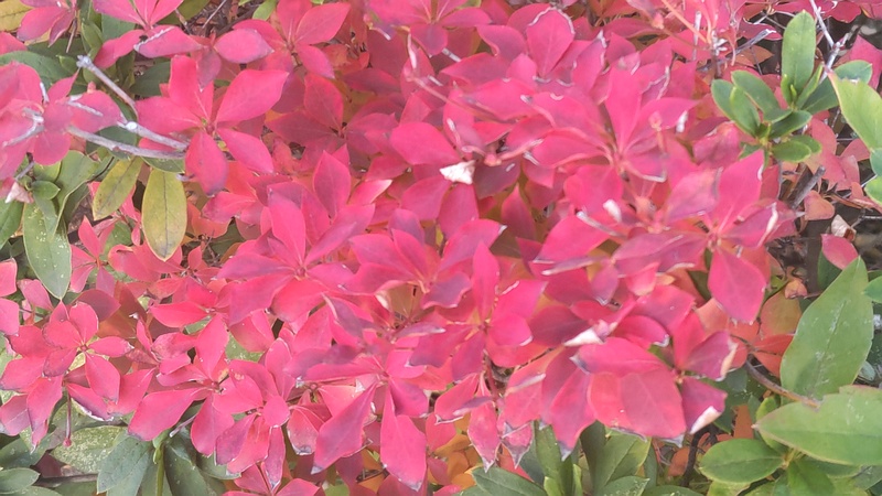 ドウダンツツジ 川崎市幸区