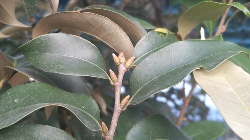 スダジイの冬芽 川崎市幸区