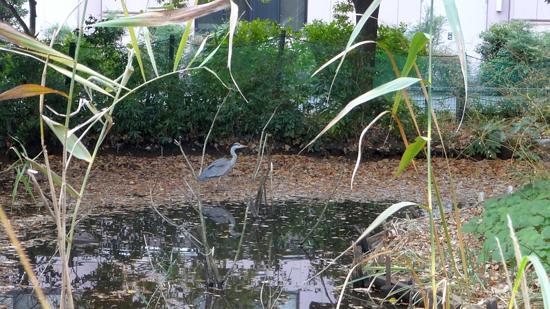 ビオトープのアオサギ 川崎市幸区さいわいふるさと公園