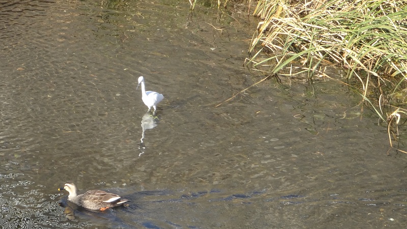 コサギとカルガモ 横浜市旭区今宿南町
