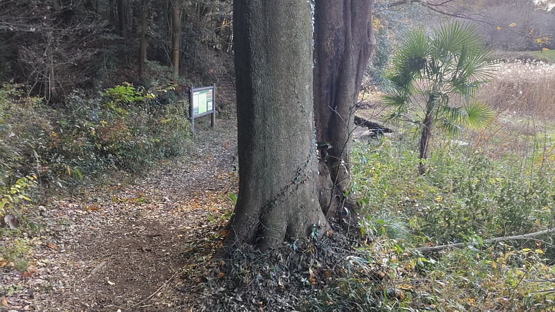 シラカシ 横浜市旭区矢指町矢指市民の森