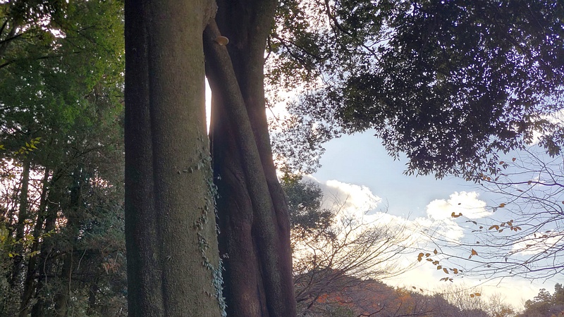 シラカシのキノコ 横浜市旭区矢指町矢指市民の森