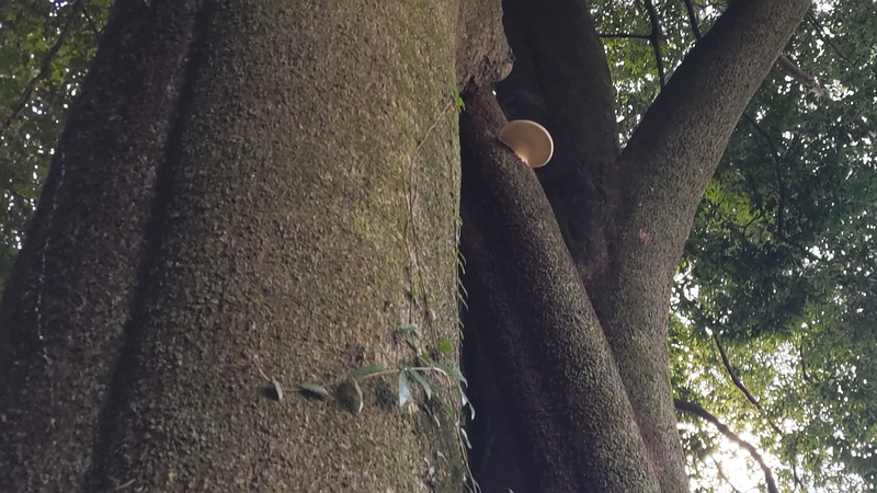 シラカシのキノコ 横浜市旭区矢指町矢指市民の森
