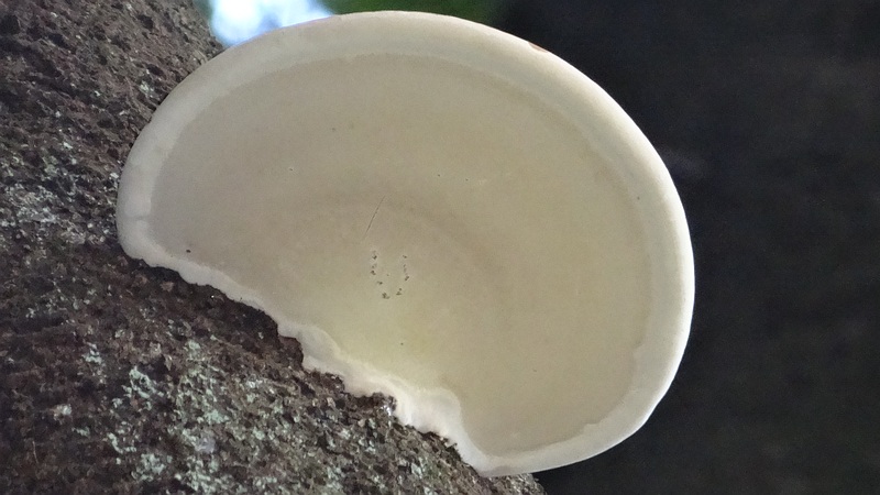 シラカシのキノコ 横浜市旭区矢指町矢指市民の森