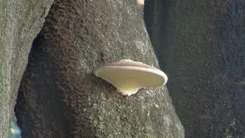 シラカシのキノコ 横浜市旭区矢指町矢指市民の森