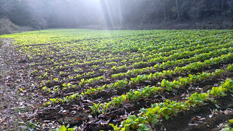 アブラナ 横浜市旭区矢指町追分市民の森