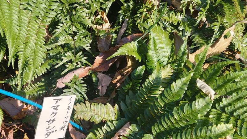 アマクサシダとベニシダ 横浜市旭区矢指町追分市民の森