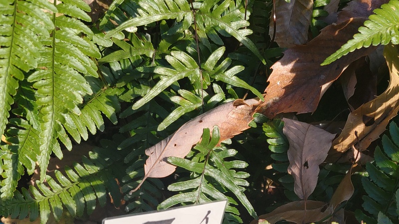 アマクサシダとベニシダ 横浜市旭区矢指町追分市民の森