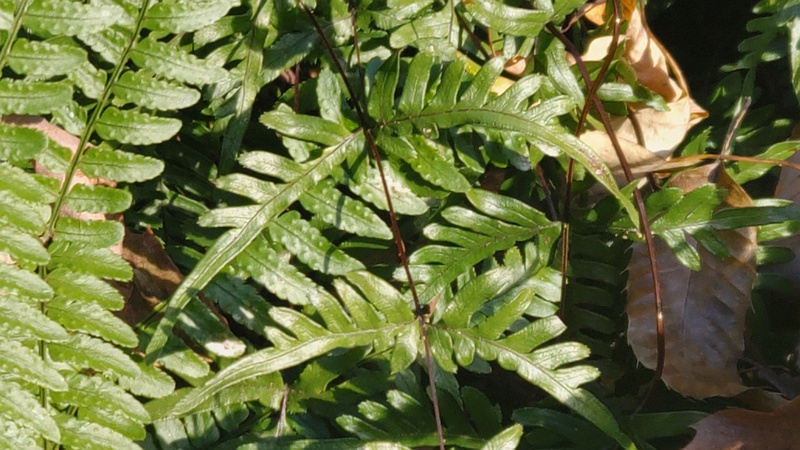 アマクサシダとベニシダ 横浜市旭区矢指町追分市民の森