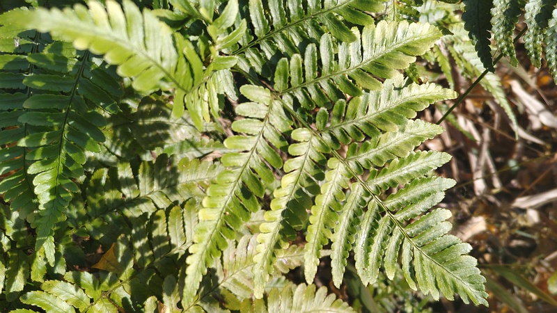 ベニシダ 横浜市旭区矢指町追分市民の森