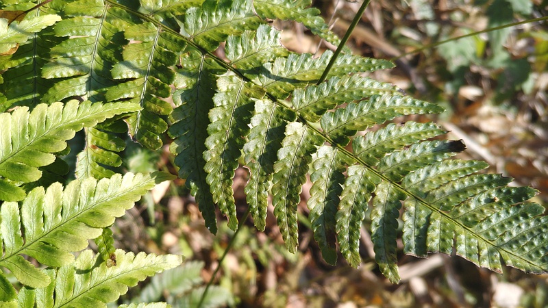 ベニシダ 横浜市旭区矢指町追分市民の森