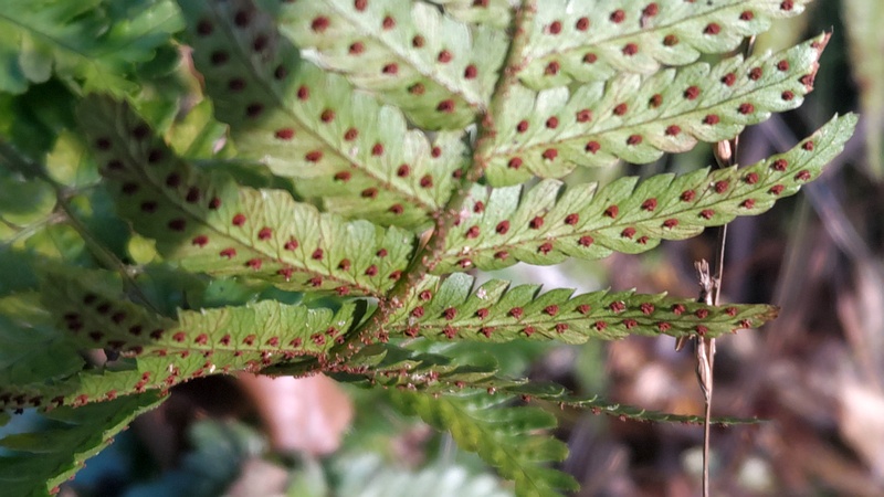 ベニシダ 横浜市旭区矢指町追分市民の森