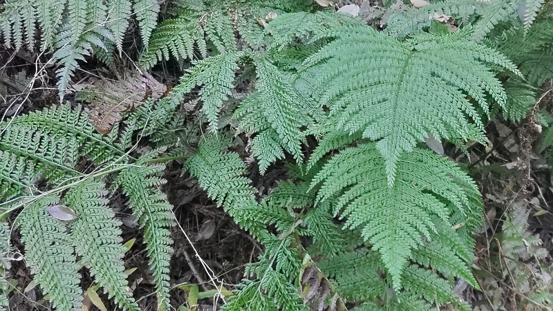 リョウメンシダ 横浜市旭区矢指町追分市民の森