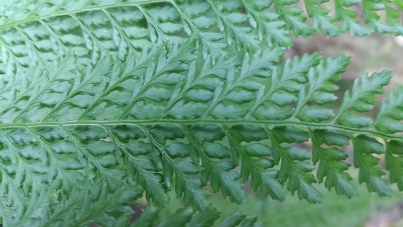 リョウメンシダ 横浜市旭区矢指町追分市民の森
