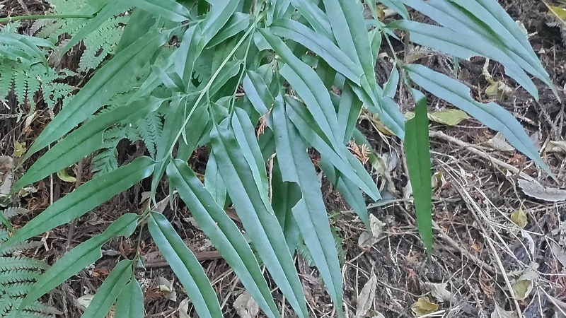 イワガネソウ 横浜市旭区矢指町矢指市民の森