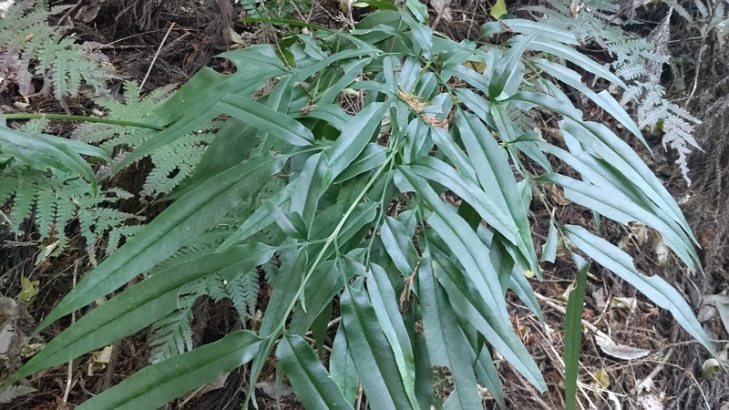 イワガネソウ 横浜市旭区矢指町追分市民の森