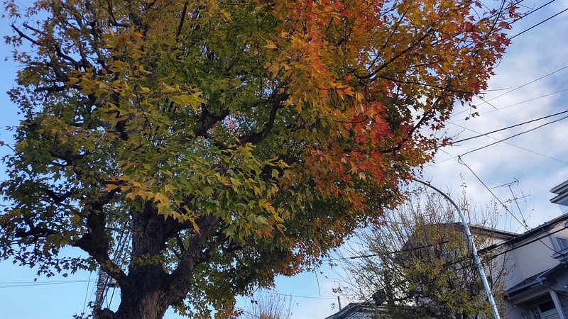 トウカエデ 横浜市旭区金が谷