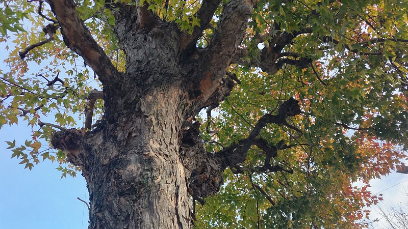 トウカエデ 横浜市旭区金が谷