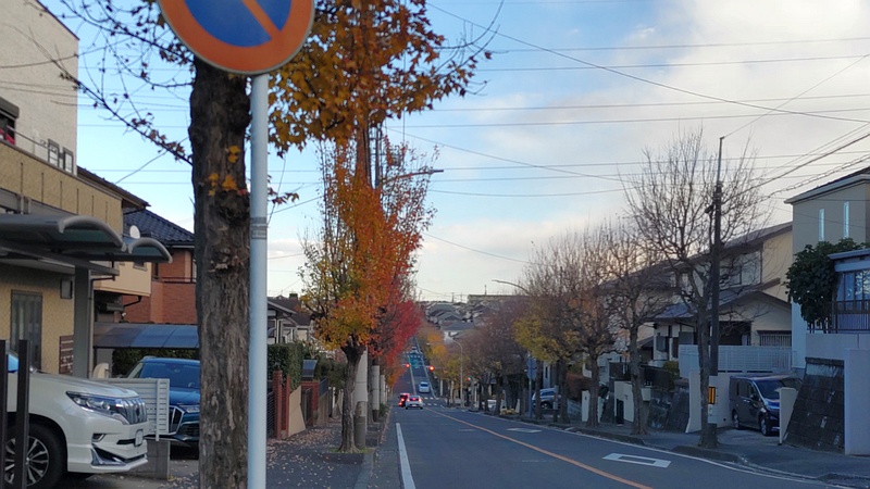 トウカエデ 横浜市旭区金が谷