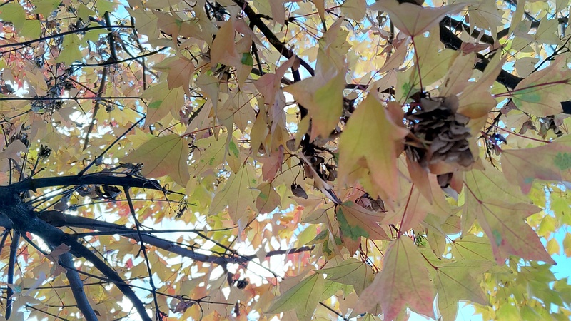 トウカエデの翼果 横浜市旭区金が谷