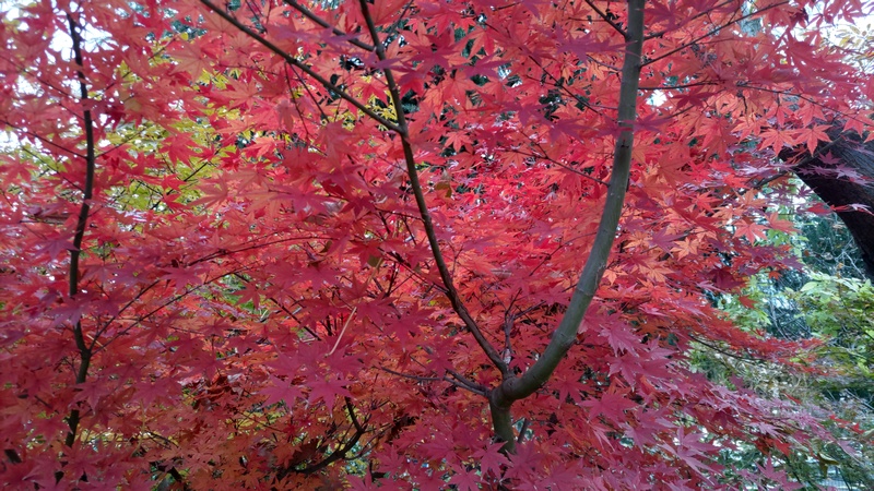 イロハモミジ 川崎市幸区さいわいふるさと公園