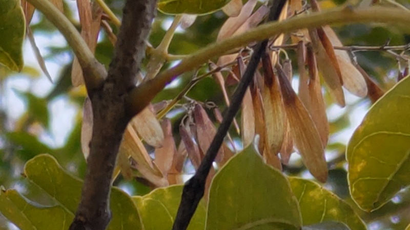 シマトネリコの翼果 川崎市幸区さいわいふるさと公園