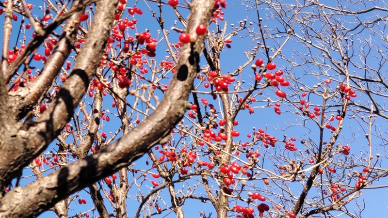 サンシュユの果実 横浜市旭区鶴ヶ峰鎧の渡し緑道