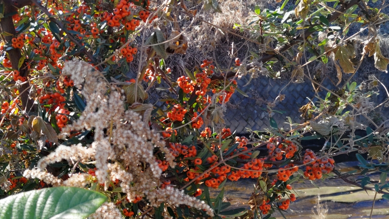 タチバナモドキの果実 横浜市旭区鶴ヶ峰本町